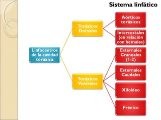 Sistema linfáticoSistema linfático
 