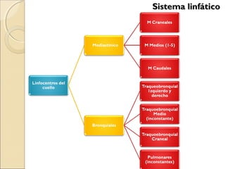 Sistema linfáticoSistema linfático
 