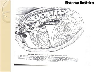 Sistema linfáticoSistema linfático
 