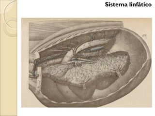 Sistema linfáticoSistema linfático
 