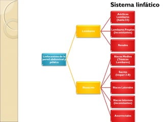 Sistema linfáticoSistema linfático
 