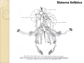 Sistema linfáticoSistema linfático
 