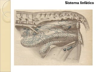 Sistema linfáticoSistema linfático
 