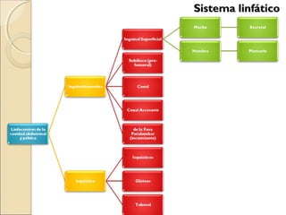 Sistema linfáticoSistema linfático
 