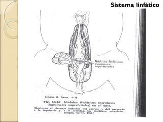 Sistema linfáticoSistema linfático
 