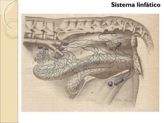 Sistema linfáticoSistema linfático
 