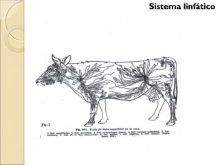 Sistema linfáticoSistema linfático
 