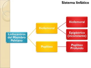 Sistema linfáticoSistema linfático
 