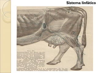 Sistema linfáticoSistema linfático
 
