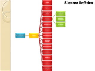 Sistema linfáticoSistema linfático
 