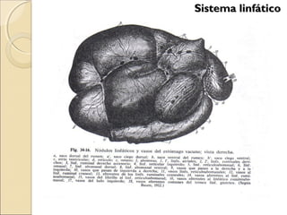 Sistema linfáticoSistema linfático
 