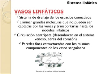  Sistema de drenaje de los espacios conectivos
 Eliminar grandes moléculas que no pueden ser
captadas por las venas y transportarlas hasta los
nódulos linfáticos
 Circulación centrípeta (desembocan en el sistema
venoso, cerca del corazón)
 Paredes finas estructuradas con los mismos
componentes de los vasos sanguíneos
Sistema linfáticoSistema linfático
 