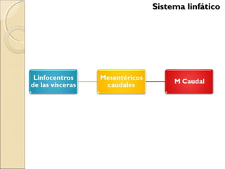 Sistema linfáticoSistema linfático
 