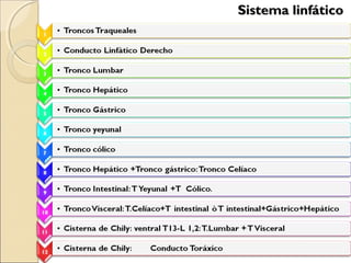 Sistema linfáticoSistema linfático
 