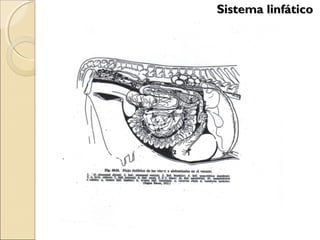 Sistema linfáticoSistema linfático
 