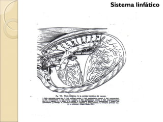 Sistema linfáticoSistema linfático
 