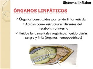  Órganos constituidos por tejido linforreticular
 Actúan como estructuras filtrantes del
metabolismo interno
 Fluídos fundamentales orgánicos: líquido tisular,
sangre y linfa (órganos hemopoyéticos)
Sistema linfáticoSistema linfático
 