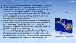 • Zooplankton –
➢ Zooplankton are organismsdriftingin oceans, seas and bodiesof fresh water.
➢ The word zooplankton comes fromthe Greek zoon, meaninganimal and
planktos, meaning wandererordrifter. Zooplanktonare usuallymicroscopic
–copepods,a type of zooplankton could fit on the head of a pin.
➢ However,some suchas jellyfishare largerandvisibletothe naked eye. They
have hard shells and antennae to sense predators. Some copepodscan
move very quicklythroughthe water at speeds up to one hundred times
faster than Usain Bolt, relative to their size.
➢ Zooplankton are foundin surface waters where food is abundant, they feed
on bacterioplankton, phytoplankton (tiny plants) and other zooplankton as
well as ‘marine snow’(tiny pieces of organic matter including dead
animals). They are foundin abundance across the ocean, their numbers are
affected by water salinity and temperature.
➢ They play a vital role in aquatic food webs as they are eaten by many
higher consumers such as fish. Recent research into copepodshasbeen
investigatingwhetheringestionof microplastics affects the health of these
tiny creatures, which maythenaffectthe carboncycleandwhetherthereare
wider implicationsforanimalsfurtherup the foodchainwhoeat them.
Image source – unsplash.com
15|slide
 