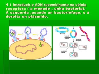 44 )) IInnttrroodduucciirr oo AADDNN rreeccoommbbiinnaannttee nnaa ccéélluullaa 
receptora (( aa mmeennuuddoo ,, uunnhhaa bbaacctteerriiaa)).. 
AA eessqquueerrddaa ,,uussaannddoo uunn bbaacctteerriióóffaaggoo,, ee áá 
ddeerreeiittaa uunn pplláássmmiiddoo.. 
 