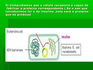 5) Comprobamos que a célula receptora éé ccaappaazz ddee 
ffaabbrriiccaarr aa pprrootteeíínnaa ccoorrrreessppoonnddeennttee (( SSee oo xxeenn qquuee 
iinnttrroodduucciimmooss ffooii oo ddaa iinnssuulliinnaa ,,eessttaa sseerráá aa pprrootteeíínnaa 
qquuee ssee pprroodduuzzaa)) 
 