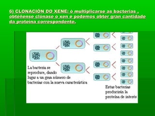 6) CLONACIÓN DO XENE: ó multiplicarse aass bbaacctteerriiaass ,, 
oobbttééññeennssee ccllóónnaassee oo xxeenn ee ppooddeemmooss oobbtteerr ggrraann ccaannttiiddaaddee 
ddaa pprrootteeíínnaa ccoorrrreessppoonnddeennttee.. 
 