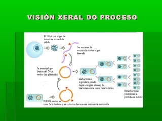 VISIÓN XXEERRAALL DDOO PPRROOCCEESSOO 
 