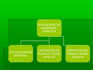 APLICACIÓNS DA 
ENXEÑARÍA 
XENÉTICA 
APLICACIÓNS EN 
MEDICINA. 
OBTENCIÓN DE 
PLANTAS TRANS-XÉNICAS 
OBTENCIÓN DE 
ANIMAIS TRANS-XÉNICOS 
 