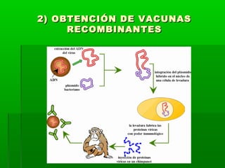 2) OBTENCIÓN DDEE VVAACCUUNNAASS 
RREECCOOMMBBIINNAANNTTEESS 
 