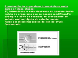 A produción de organsimos transxénicos suele 
darse en dúas etapas: 
1ª) Introdúcese o xene desexado no xenoma dunha 
célula do organismo que se desexa modificar.Por 
exemplo o xene da hormona do crecemento do 
salmón real no cigoto do salmón común. 
Faise por microinxeccción do xen no óvulo 
fecunadado. 
 