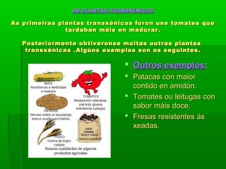 AS PLANTAS TTRRAANNSSXXÉÉNNIICCAASS 
AAss pprriimmeeiirraass ppllaannttaass ttrraannssxxéénniiccaass ffoorroonn uunnss ttoommaatteess qquuee 
ttaarrddaabbaann mmááiiss eenn mmaadduurraarr.. 
PPoosstteerriioorrmmeennttee oobbttiivveerroonnssee mmooiittaass oouuttrraass ppllaannttaass 
ttrraannssxxéénniiccaass ..AAllggúúnnss eexxeemmppllooss ssoonn ooss sseegguuiinntteess.. 
 OOuuttrrooss eexxeemmppllooss:: 
 PPaattaaccaass ccoonn mmaaiioorr 
ccoonnttiiddoo eenn aammiiddóónn.. 
 TToommaatteess oouu lleeiittuuggaass ccoonn 
ssaabboorr mmááiiss ddooccee.. 
 FFrreessaass rreessiisstteenntteess ááss 
xxeeaaddaass.. 
 