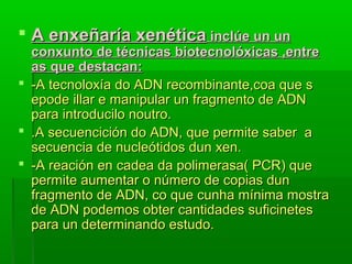  AA eennxxeeññaarrííaa xxeennééttiiccaa iinnccllúúee uunn uunn 
ccoonnxxuunnttoo ddee ttééccnniiccaass bbiiootteeccnnoollóóxxiiccaass ,,eennttrree 
aass qquuee ddeessttaaccaann:: 
 --AA tteeccnnoollooxxííaa ddoo AADDNN rreeccoommbbiinnaannttee,,ccooaa qquuee ss 
eeppooddee iillllaarr ee mmaanniippuullaarr uunn ffrraaggmmeennttoo ddee AADDNN 
ppaarraa iinnttrroodduucciilloo nnoouuttrroo.. 
 ..AA sseeccuueenncciicciióónn ddoo AADDNN,, qquuee ppeerrmmiittee ssaabbeerr aa 
sseeccuueenncciiaa ddee nnuucclleeóóttiiddooss dduunn xxeenn.. 
 --AA rreeaacciióónn eenn ccaaddeeaa ddaa ppoolliimmeerraassaa(( PPCCRR)) qquuee 
ppeerrmmiittee aauummeennttaarr oo nnúúmmeerroo ddee ccooppiiaass dduunn 
ffrraaggmmeennttoo ddee AADDNN,, ccoo qquuee ccuunnhhaa mmíínniimmaa mmoossttrraa 
ddee AADDNN ppooddeemmooss oobbtteerr ccaannttiiddaaddeess ssuuffiicciinneetteess 
ppaarraa uunn ddeetteerrmmiinnaannddoo eessttuuddoo.. 
 
