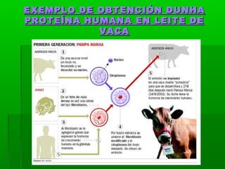 EXEMPLO DDEE OOBBTTEENNCCIIÓÓNN DDUUNNHHAA 
PPRROOTTEEÍÍNNAA HHUUMMAANNAA EENN LLEEIITTEE DDEE 
VVAACCAA 
 