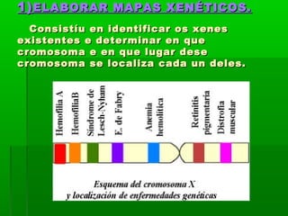 11))EELLAABBOORRAARR MMAAPPAASS XXEENNÉÉTTIICCOOSS.. 
CCoonnssiissttííuu eenn iiddeennttiiffiiccaarr ooss xxeenneess 
eexxiisstteenntteess ee ddeetteerrmmiinnaarr eenn qquuee 
ccrroommoossoommaa ee eenn qquuee lluuggaarr ddeessee 
ccrroommoossoommaa ssee llooccaalliizzaa ccaaddaa uunn ddeelleess.. 
 