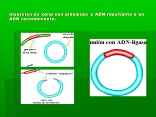 Inserción do xene nun plásmido: o ADN rreessuullttaannttee éé uunn 
AADDNN rreeccoommbbiinnaannttee.. 
 
