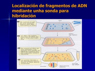 Localización de fragmentos   de ADN mediante unha sonda para hibridación 