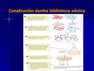 Construción dunha biblioteca xénica 