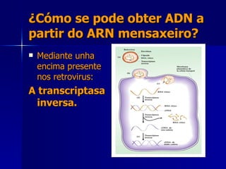 ¿Cómo se pode obter ADN a partir do ARN mensaxeiro? Mediante unha encima presente nos retrovirus: A transcriptasa inversa. 