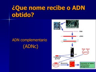 ¿Que nome recibe o ADN obtido? ADN complementario (ADNc) 
