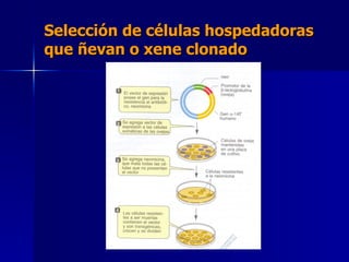 Selección de células hospedadoras que ñevan o xene clonado 