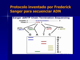 Protocolo inventado por Frederick Sanger para secuenciar ADN 