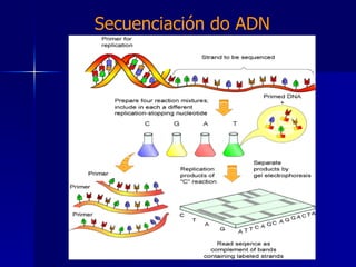Secuenciación do ADN 