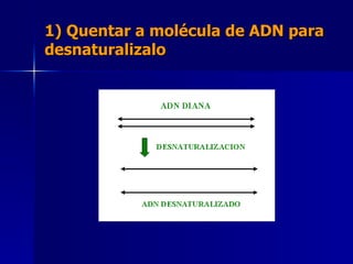 1) Quentar a molécula de ADN para desnaturalizalo 