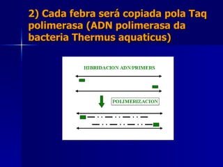 2) Cada febra será copiada pola Taq polimerasa (ADN polimerasa da bacteria Thermus aquaticus) 