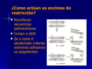 ¿Como actúan as encimas de restricción? Recoñecen secuencias palindrómicas Cortan o ADN Se o corte é escalonado créanse extremos adhesivos ou pegañentos 
