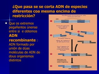 ¿Que pasa se se corta ADN de especies diferentes coa mesma encima de restricción? Que os extremos pegañentos únense entre si  e obtemos  ADN recombinante  : ADN formado por unión de dúas moléculas de ADN de dous organismos distintos 