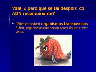 Vale, ¿ pero que se fai despois  co ADN recombinante? Pódense producir  organismos transxénicos , é dicir, organismos que portan xenes doutros seres vivos. 