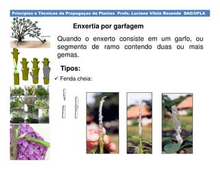 Princípios e Técnicas da Propagaçao de Plantas Profa. Luciane Vilela Resende DAG/UFLA
Enxertia por garfagem
Quando o enxerto consiste em um garfo, ou
segmento de ramo contendo duas ou mais
gemas.
Tipos:
Fenda cheia:
 
