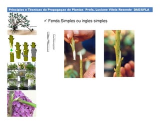 Princípios e Técnicas da Propagaçao de Plantas Profa. Luciane Vilela Resende DAG/UFLA
Fenda Simples ou ingles simples
 