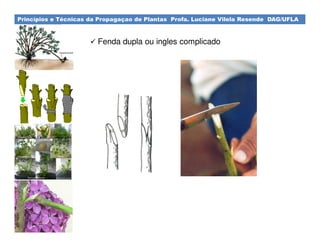 Princípios e Técnicas da Propagaçao de Plantas Profa. Luciane Vilela Resende DAG/UFLA
Fenda dupla ou ingles complicado
 