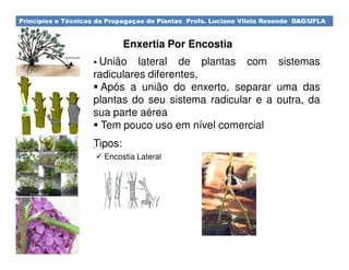 Princípios e Técnicas da Propagaçao de Plantas Profa. Luciane Vilela Resende DAG/UFLA
Enxertia Por Encostia
União lateral de plantas com sistemas
radiculares diferentes,
Após a união do enxerto, separar uma das
plantas do seu sistema radicular e a outra, da
sua parte aérea
Tem pouco uso em nível comercial
.Tipos:
Encostia Lateral
 